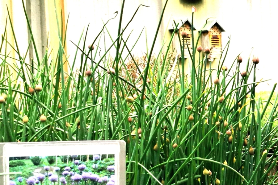 Blick in den Kräutergarten mit Küchenkräutern Blick in den Kräutergarten mit Küchenkräutern