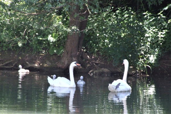 Schwanenteich im Kurpark von Bad Wildungen. Schwanenteich im Kurpark von Bad Wildungen.